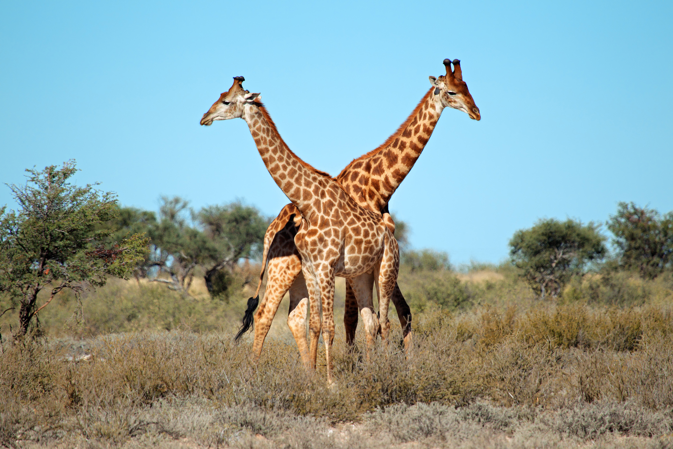 How tall can a giraffe grow?