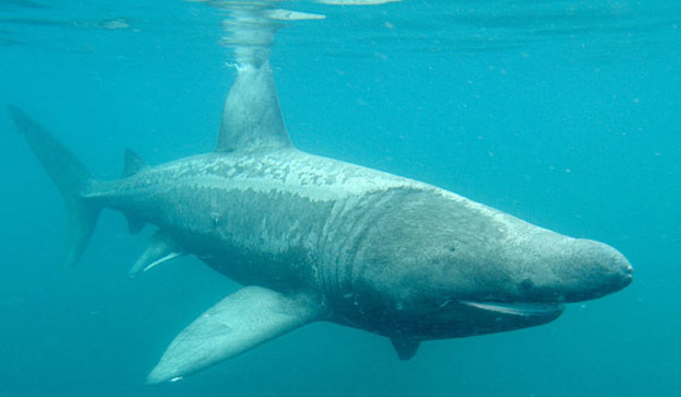 basking-shark-622x363.jpg
