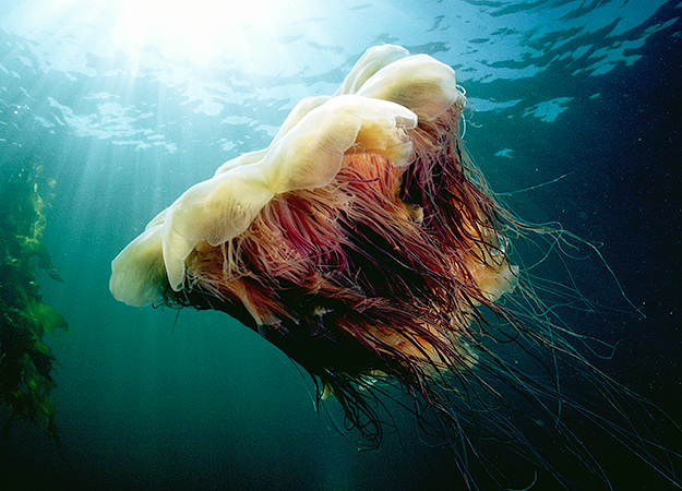 Lion s Mane Jellyfish North America Discovery Lion s Mane Jellyfish North America Discovery