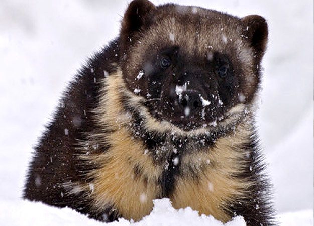 Wolverine | North America | Discovery