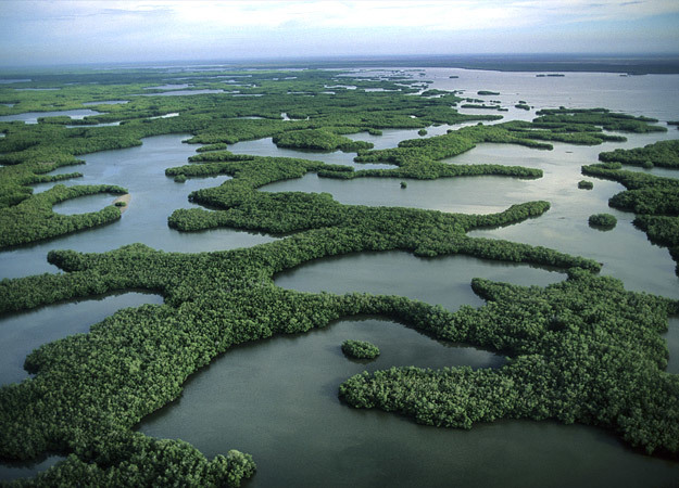north-america-everglades-625x450