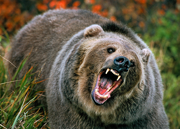 [Image: north-america-grizzly-bear-625x450.jpg]
