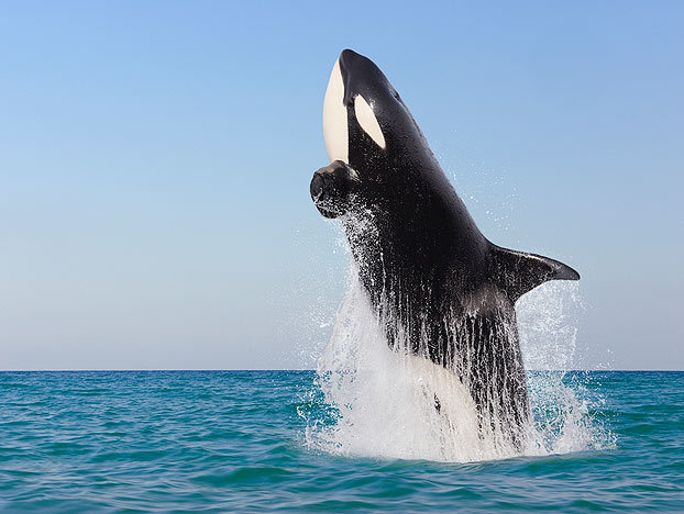 shark-myths-5-622x468