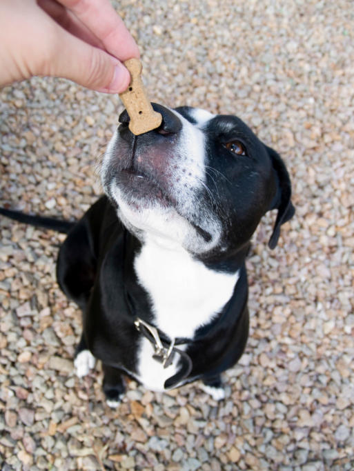 dog training treat bully treats dogs breed waiting well breeds behaved bribe lure k9 using cat istock suburban thing pet