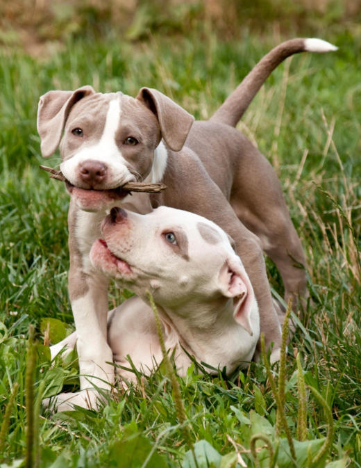bully breed dogs