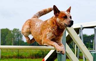 Some are small and stubborn while others are large and laid back. All are stars of the doggie world in their own right. Get to know some of the breeds featured in Dogs 101!