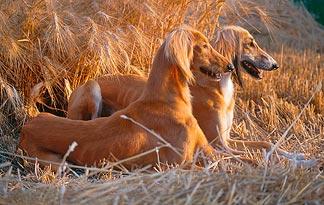 Saluki