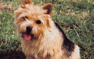 Norwich Terrier