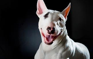 Bull Terrier