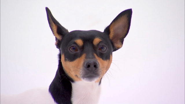 dog breeds l z dogs 101 animal planet dog breeds l z dogs 101 animal planet
