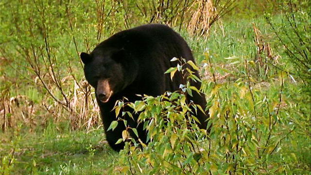naruto shippuden porn nude free black bear porn
