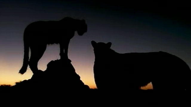 Animal planet wild cats videos