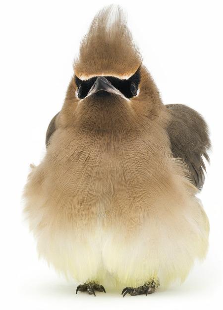 Cedar Waxwing