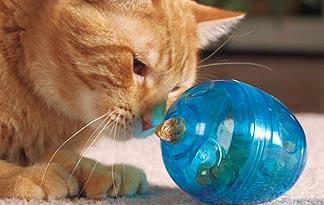 2. Will Work for Food: The FunKitty Egg-Cersizer