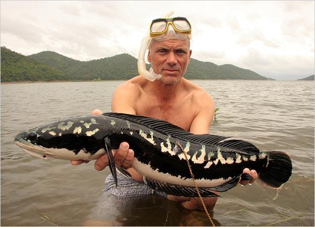 Snakehead Photos River Monsters Animal