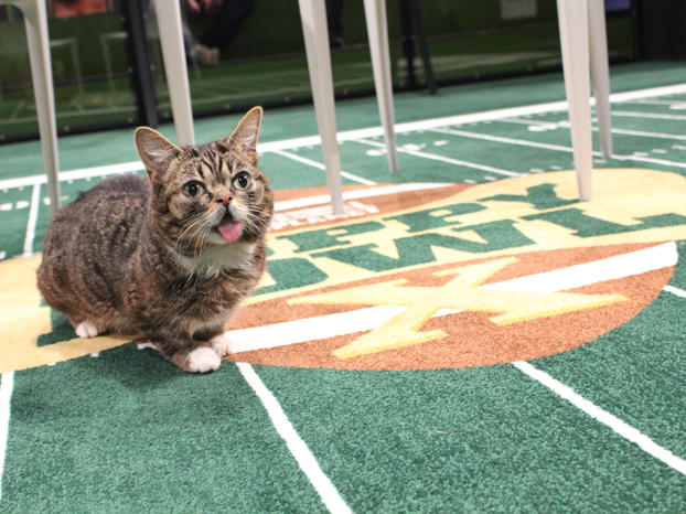 Lil BUB is ready for the Puppy Bowl. Are you?
