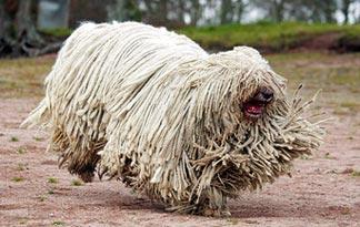 komondor sheepdog