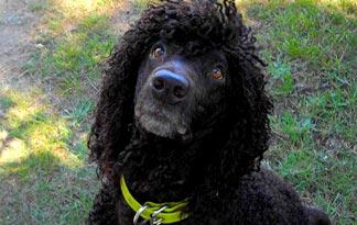 Irish Water Spaniel