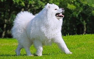 Samoyed