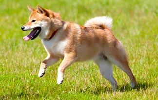 Shiba Inu