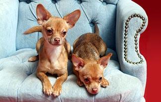 From Chihuahuas to Great Danes, Dogs 101 has got pups of all sizes covered.