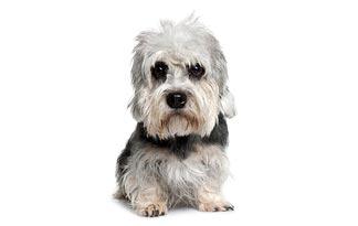 Dandie Dinmont