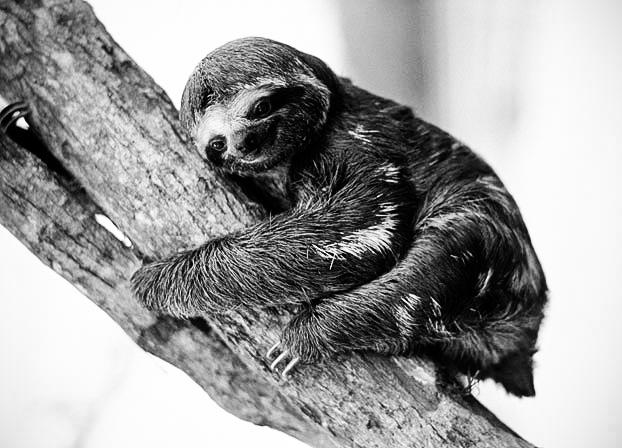 Super Cute Sloths In Black And White Too Cute Animal Planet