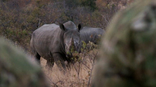 Live video of animals in the wild