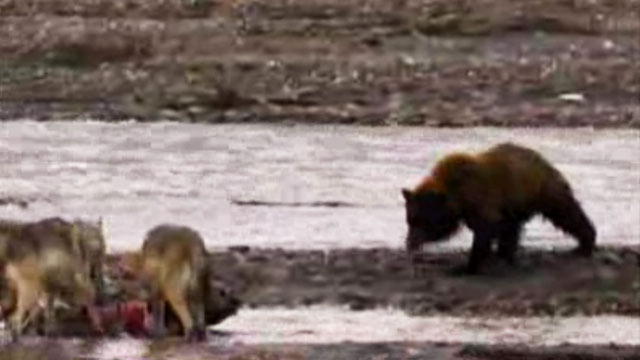 Top 25 Grizzly Bear Videos