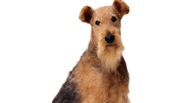 Airedale Terrier photos and pictures, Pictures of Airedale Terrier , Airedale Terrier s images, Photos of Airedale Terrier 