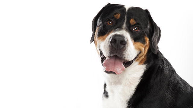  greater swiss mountain dog 