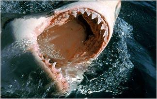 sharks fear phobia animal extreme read less