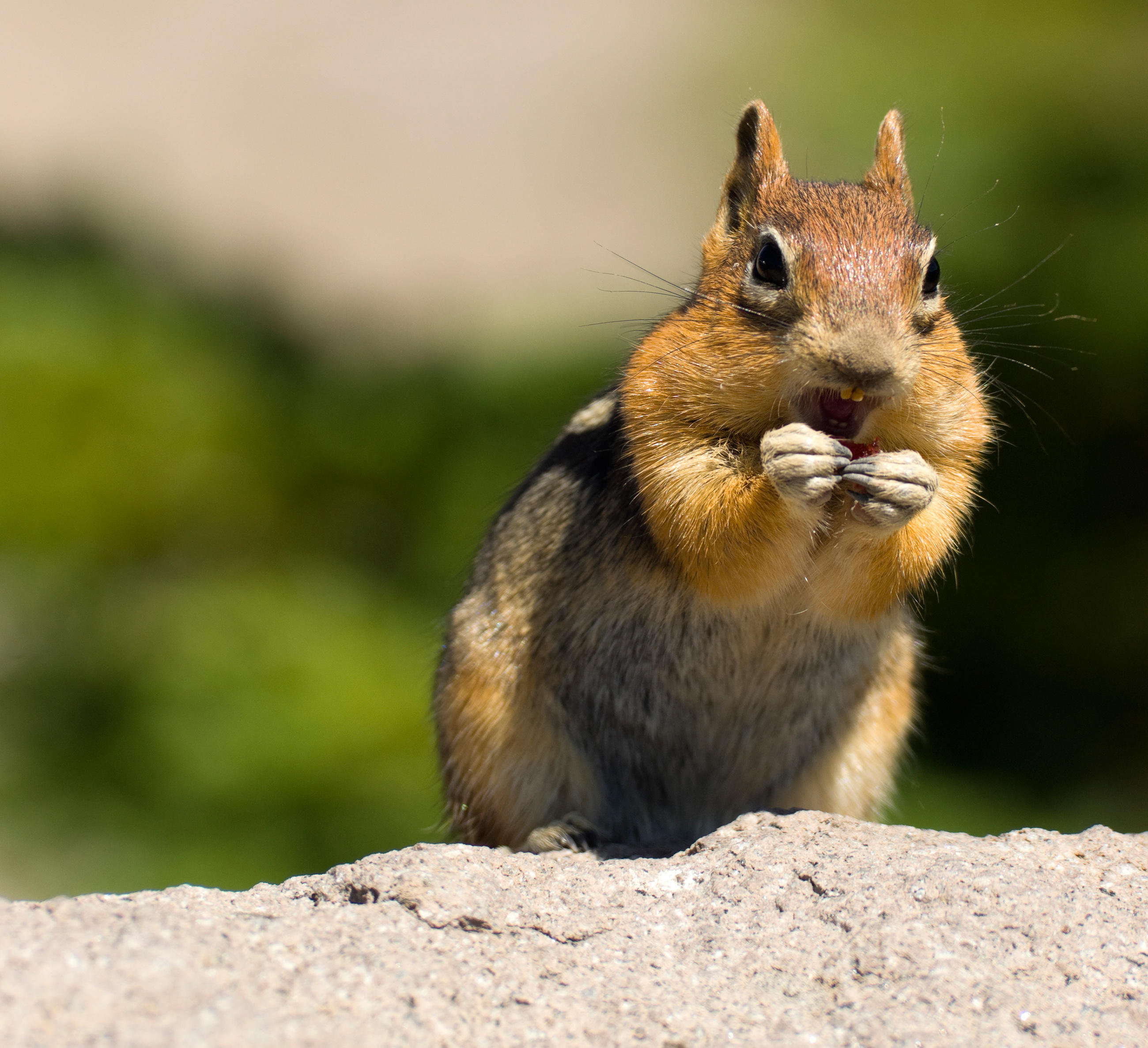 chipmunk-little-debbie-2600w