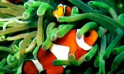 clown fish wild animal