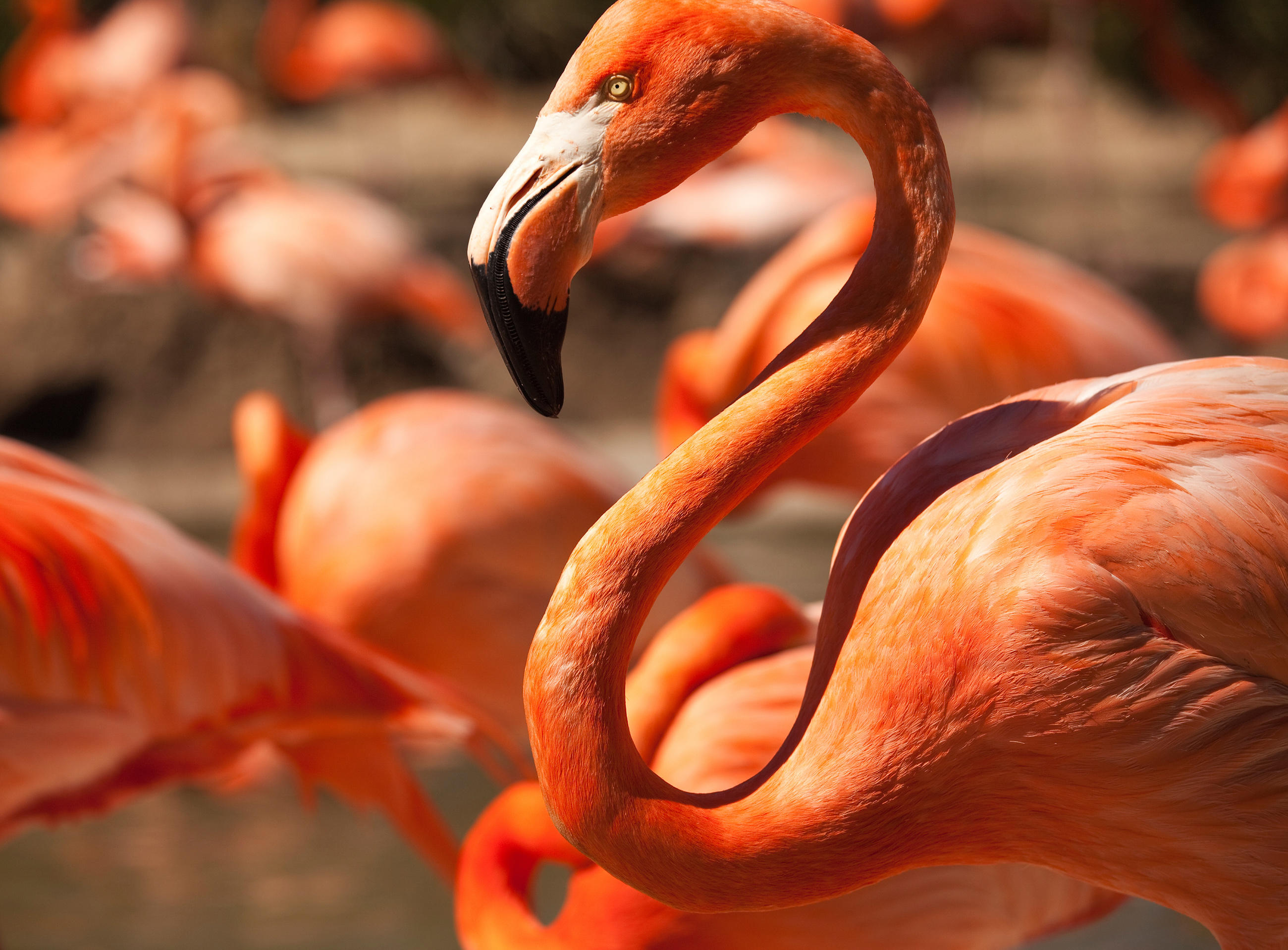 flamingo animal flamingo animal