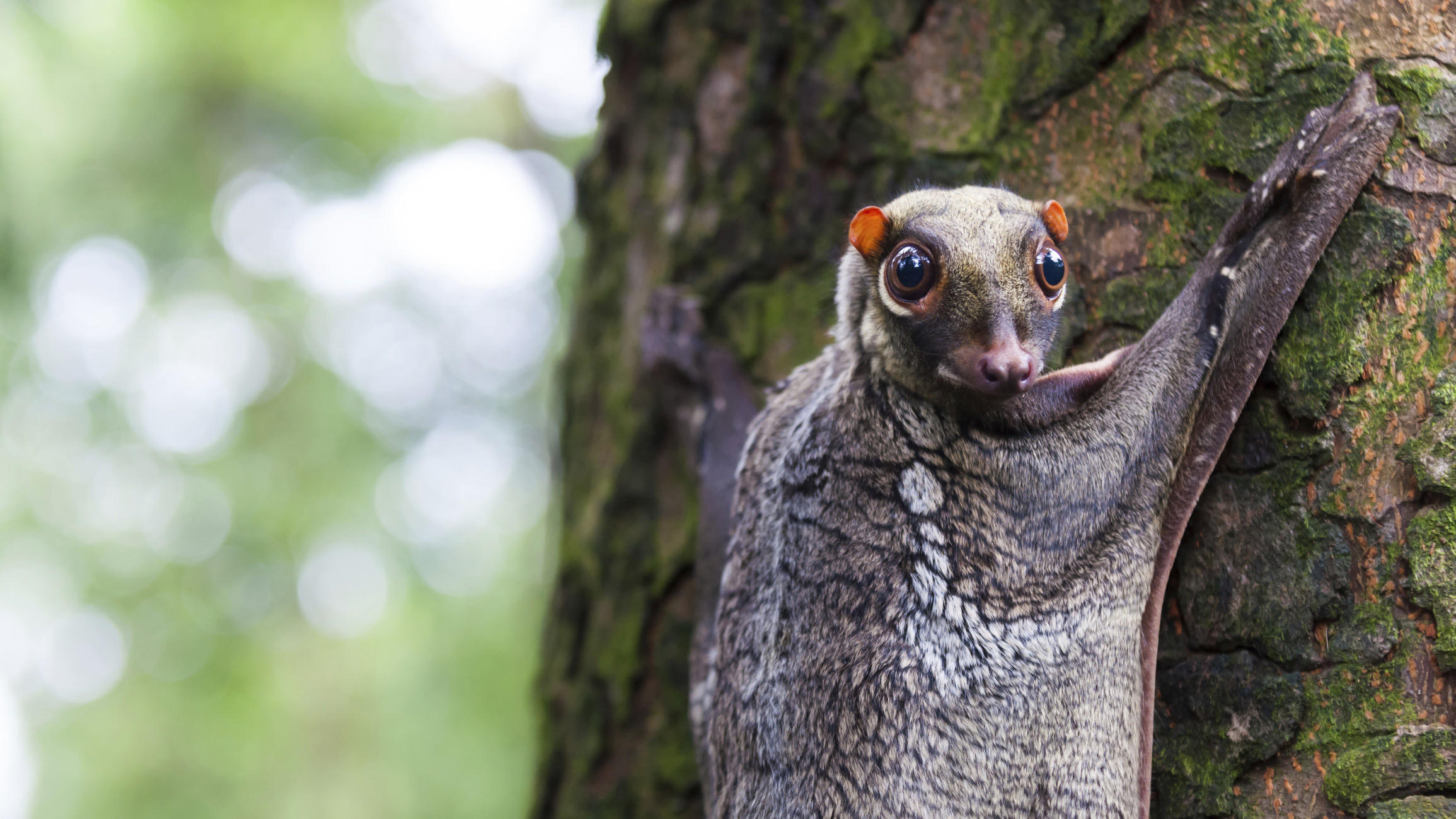 flying-lemur-little-debbie-2310w
