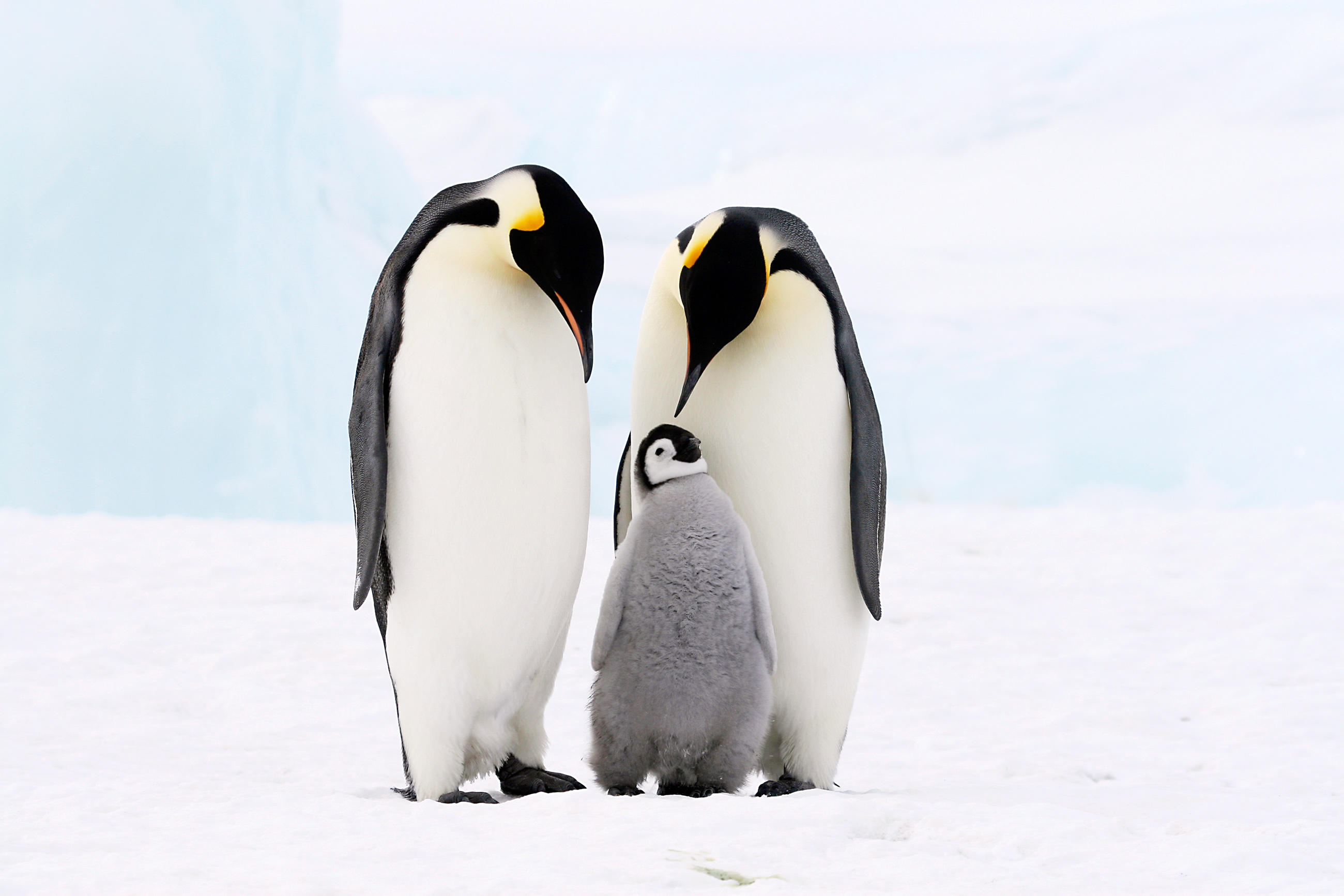 emperor penguin teddy