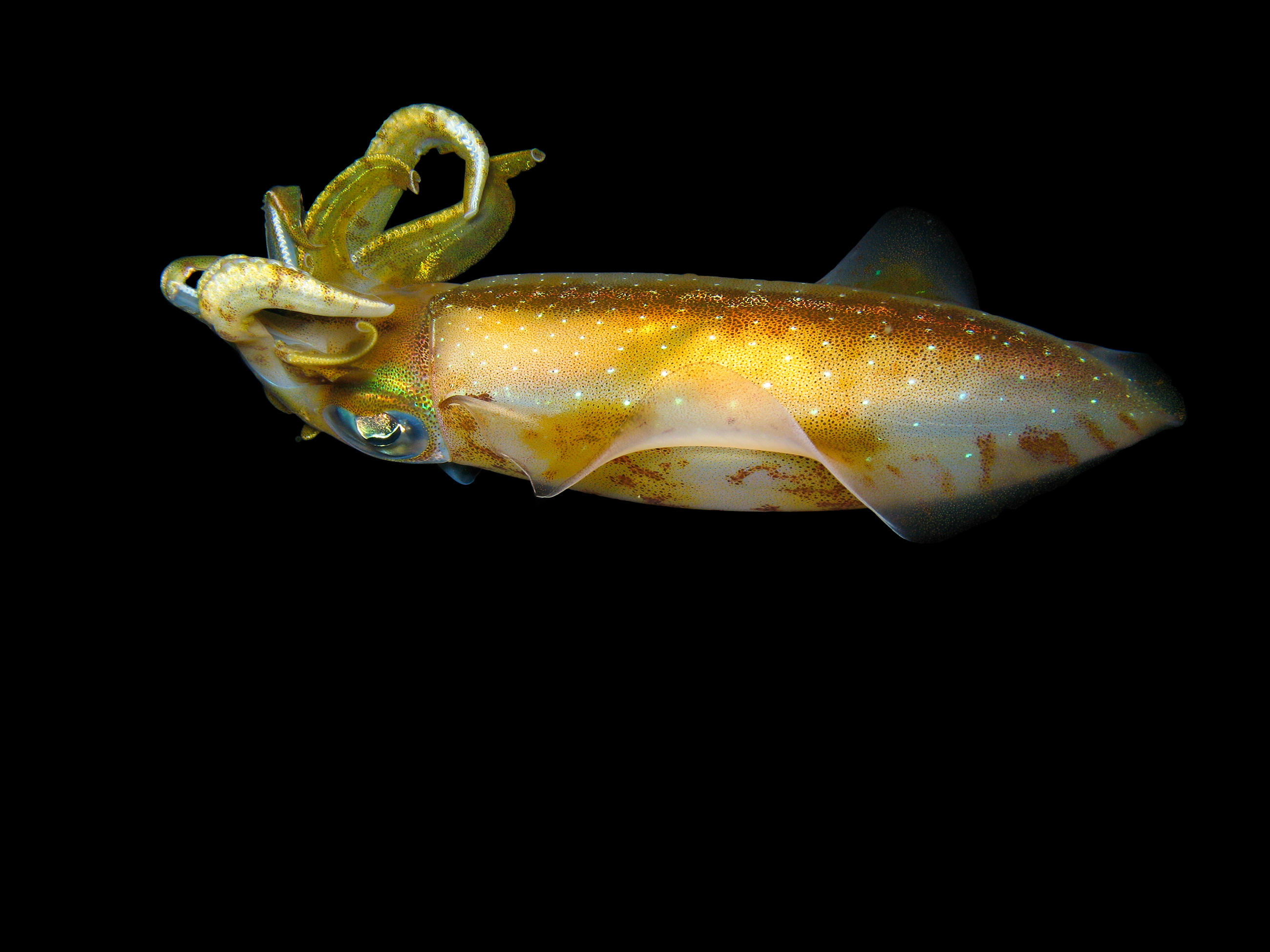 Squid | Animal Planet
