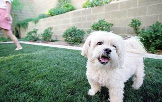 small dog breeds good with cats