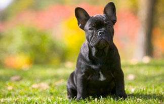 small french dog breeds