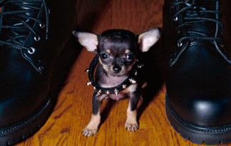 big names for little dogs