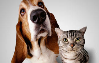 dog breeds that get along with cats