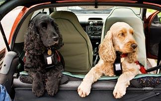 best car restraints for small dogs