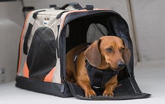 5-best-car-seats-small-dogs4