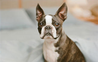 do boston terriers have webbed feet