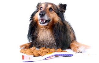 teeth cleaning treats 1 teeth cleaning treats small dogs animal planet teeth cleaning treats 1 teeth cleaning treats small dogs animal planet
