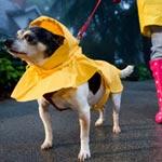 5 Rainy Day Dog Activities | Animal Planet