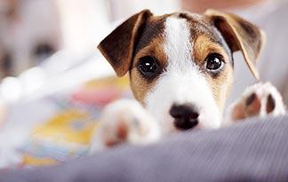 jack russell itching all the time