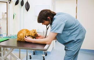 veterinarian cats
