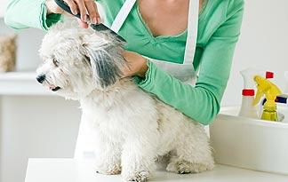 Top 5 Small Dog Grooming Tips | Small Dogs | Animal Planet